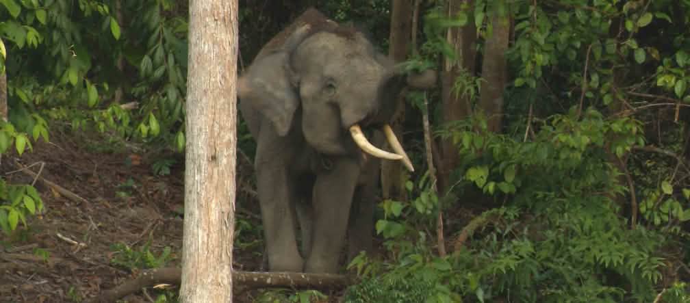 Salah satu gajah Sumatra yang tersisa Gajah hutan Sumatra