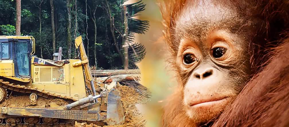 Hutan hujan dan habitat orang utan dimusnahkan demi perkebunan sawit Kiri: mesin penguruk di sebuah ladang yang telah digunduli / Kanan: tatapan sedih orang utan muda.