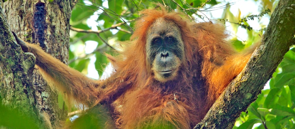 Orang Utan Tapanuli