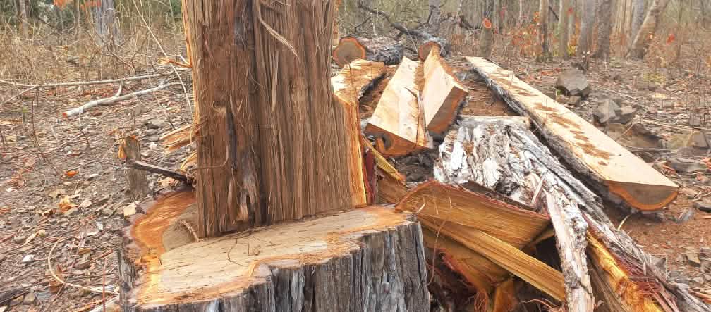 Sisa batang pohon dan potongan kayu dari pohon besar yang ditebang berserakan di hutan