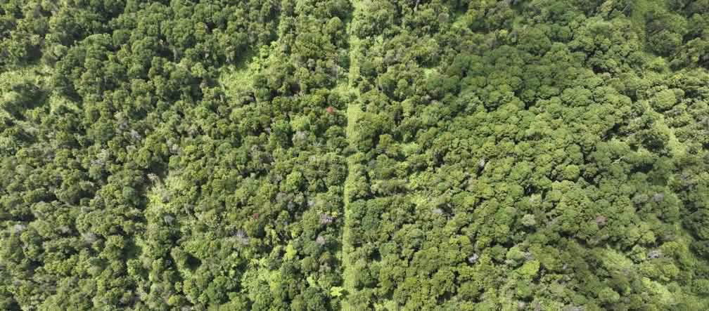 foto drone rawa gambut