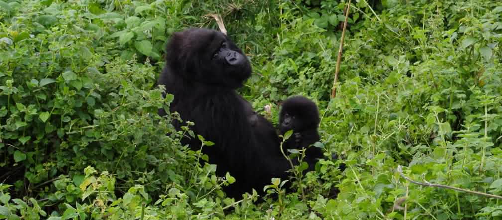 Seekor gorila dengan bayi di Taman Nasional Virunga