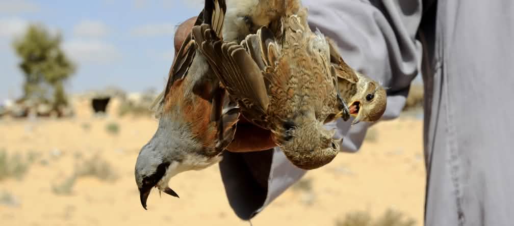 Burung (Lanius collurio) ditangkap pemburuan burung di Mesir