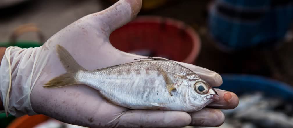 Ikan, kepiting, udang dan kerang hasil akuakultur bukanlah alternativ yang ramah lingkungan dan layak sosial. Ikan kapas filamen