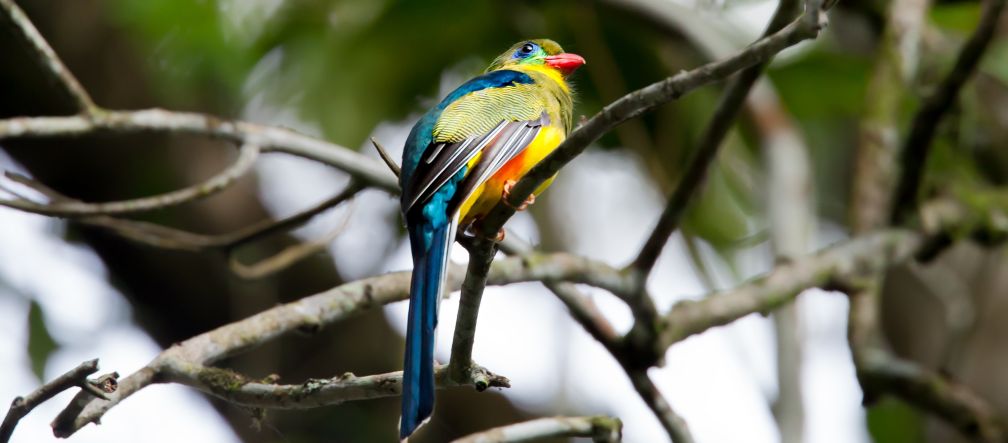 Burung di Indonesia