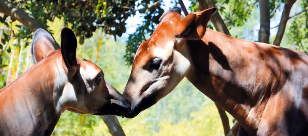 Okapi (Okapia johnstoni) kelihatan seperti jerapah kecil yang memiliki garis-garis ditubuhnya seperti zebra. dua ekor okapi
