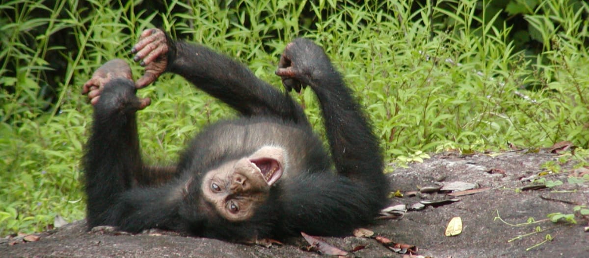 Simpanse muda
