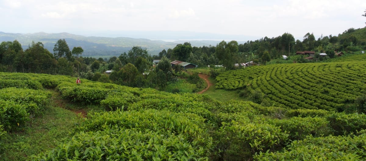 Desa Batwa dengan perkebunan teh di tepi taman nasional Kahuzi-Biega