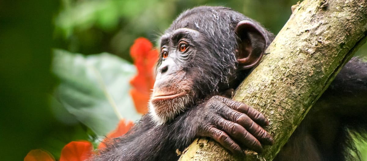 Simpanse di Liberia