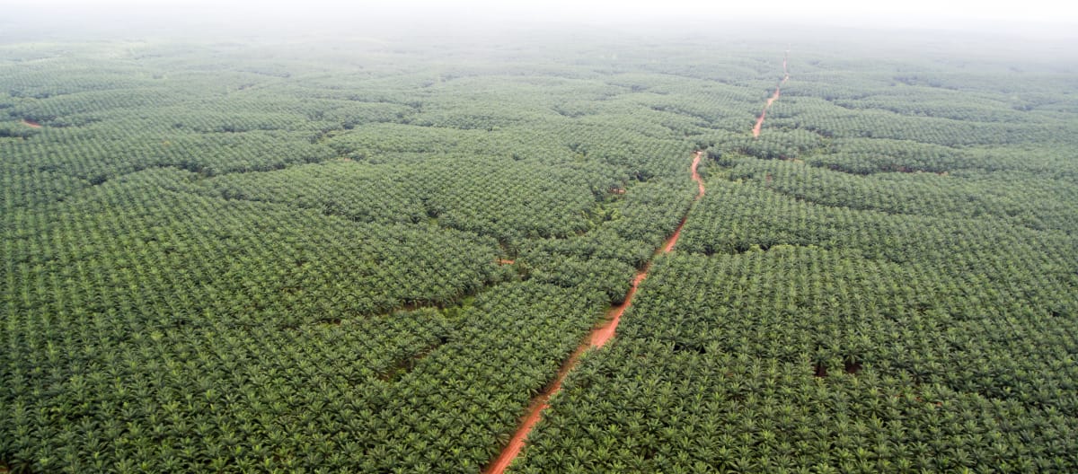 Perkebunan kelapa sawit milik perusahaan Korindo