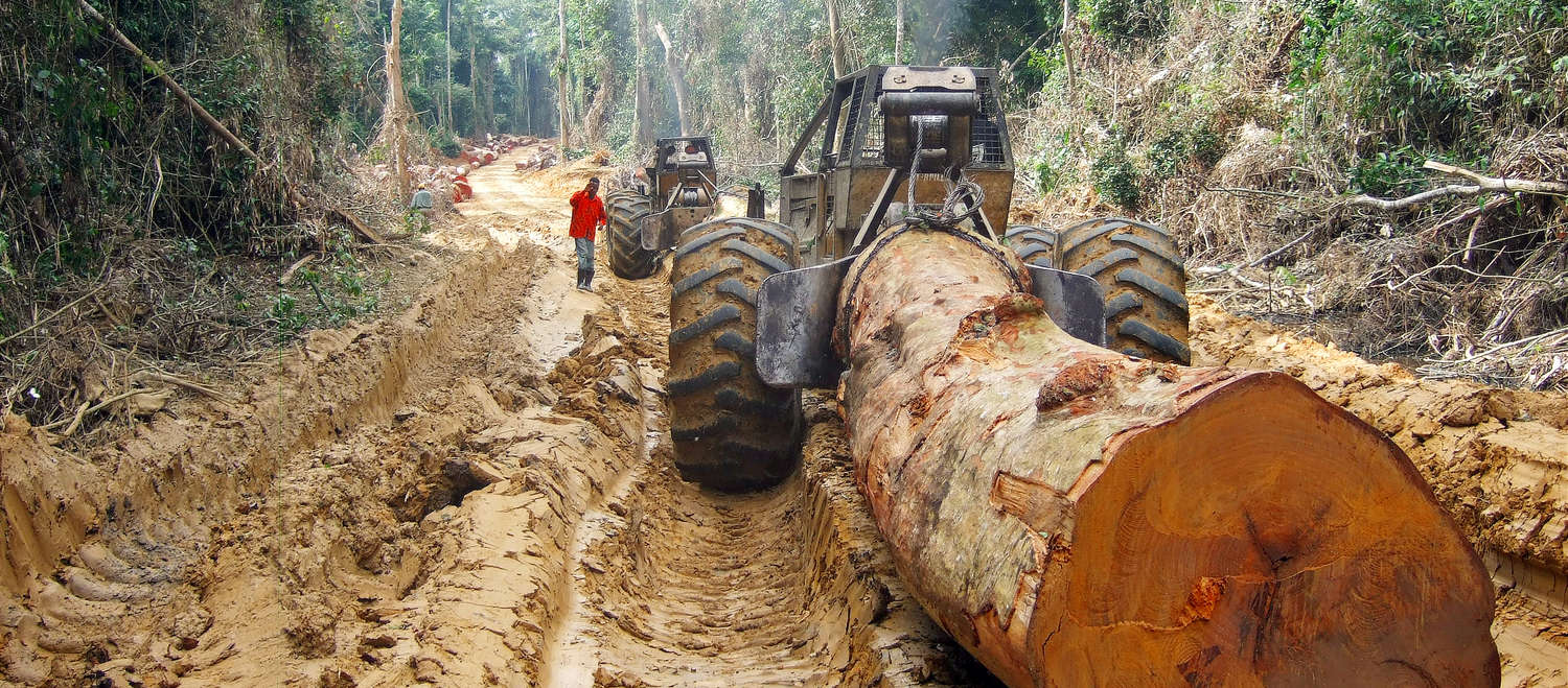 Pohon besar dari hutan hujan di Kongo ditarik