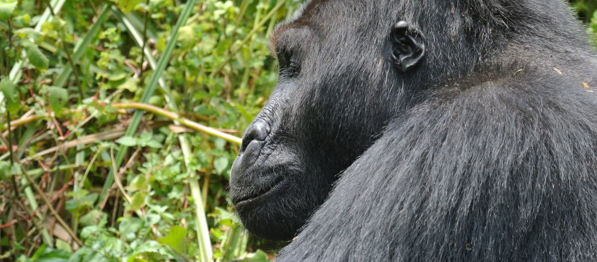 Gorila dataran rendah timur di taman nasional Kahuzi-Biega