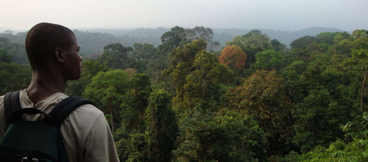 Hutan hujan di selatan Taman Nasional Korup, Kamerun