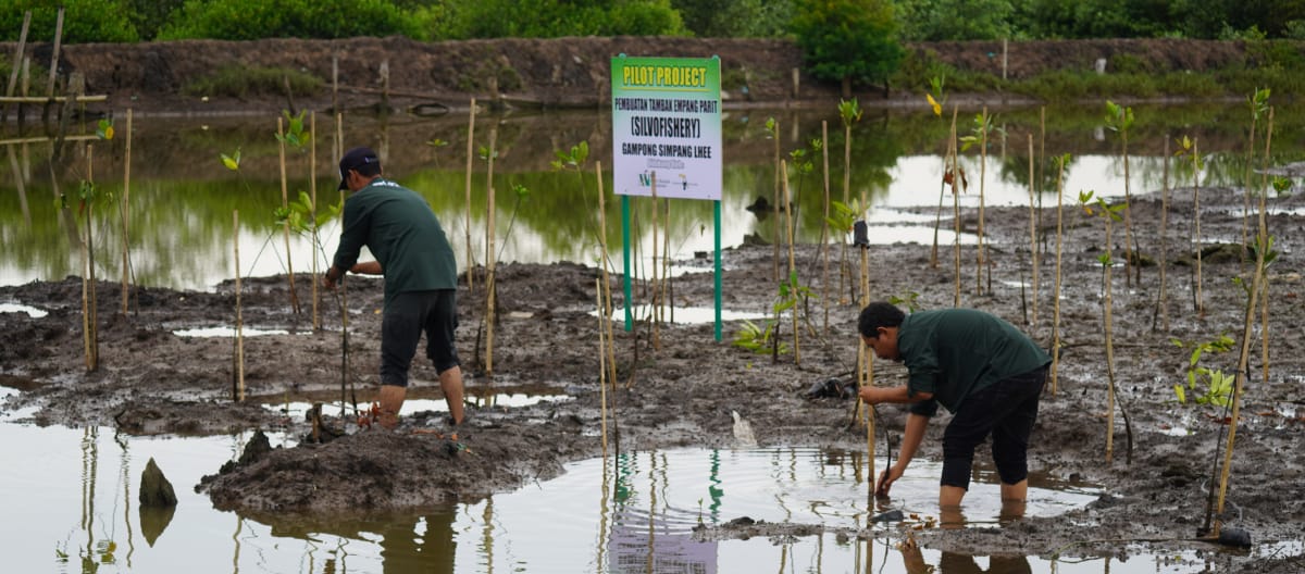 Dua laki-laki menanam bibit pohon bakau di rawa Paya Nie