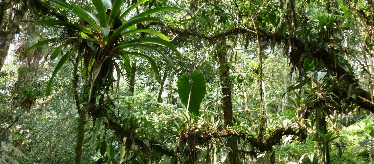 Epifit di hutan hujan Ekuador