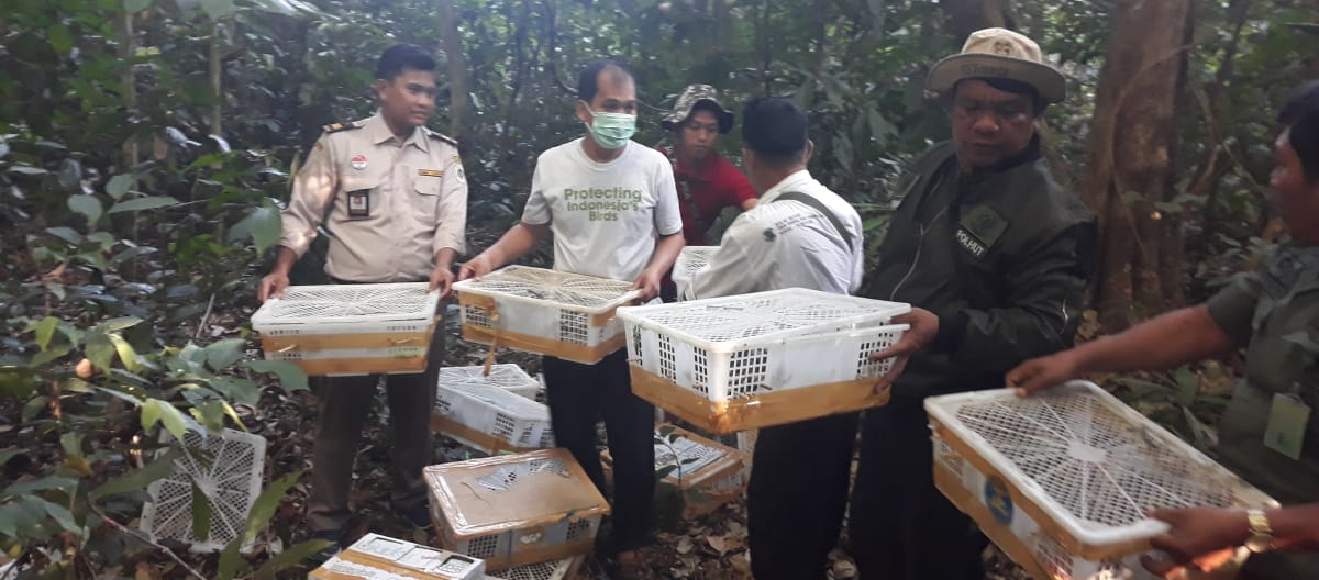 Mitra kami FLIGHT membebaskan burung-burung liar yang terkurung