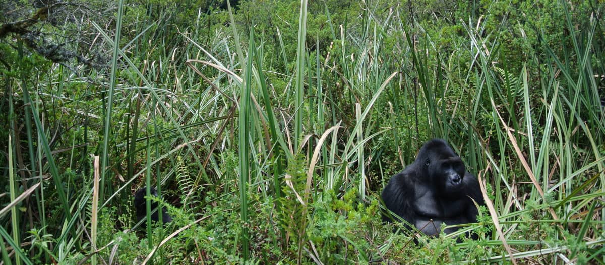 Gorila bernama Bonané di semak bambu
