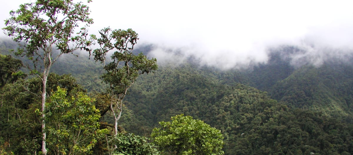 Hutan hujan pegunungan yang tertutup awan di wilayah INTAG di utara Ekuador