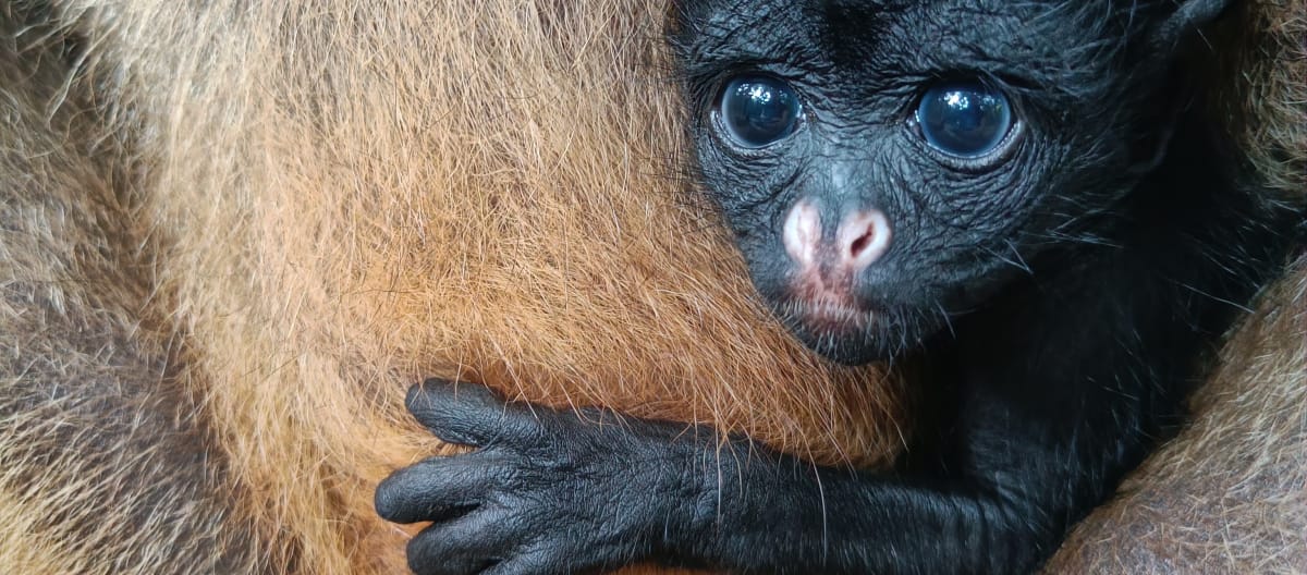 Bayi monyet laba-laba muka putih