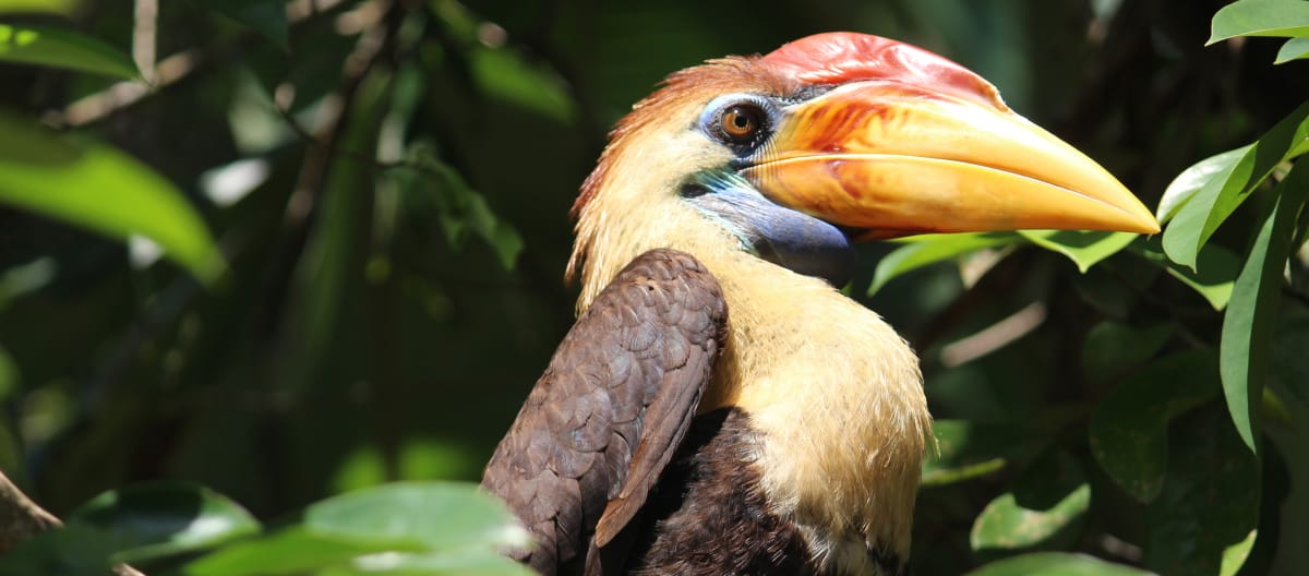 Burung rangkong, Sulawesi