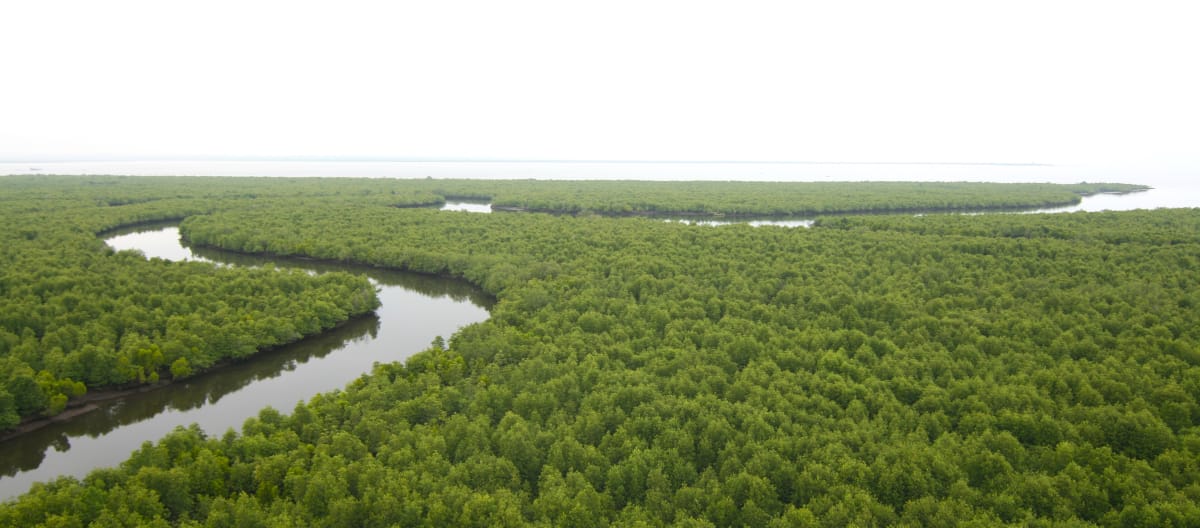 Hutan bakau dari atas. Sebuah sungai berkelok-kelok membelah hutan menuju pantai di cakrawala.