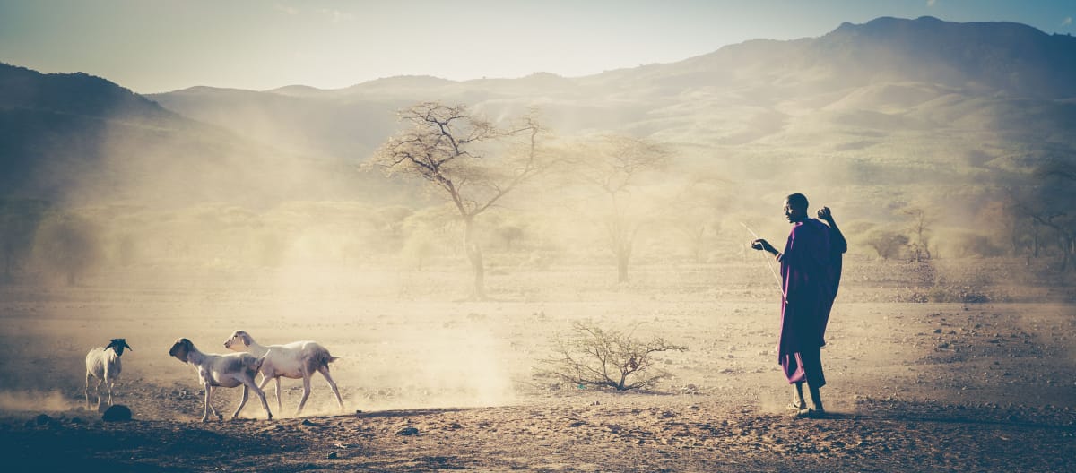 Massai dan hewan di Tansania