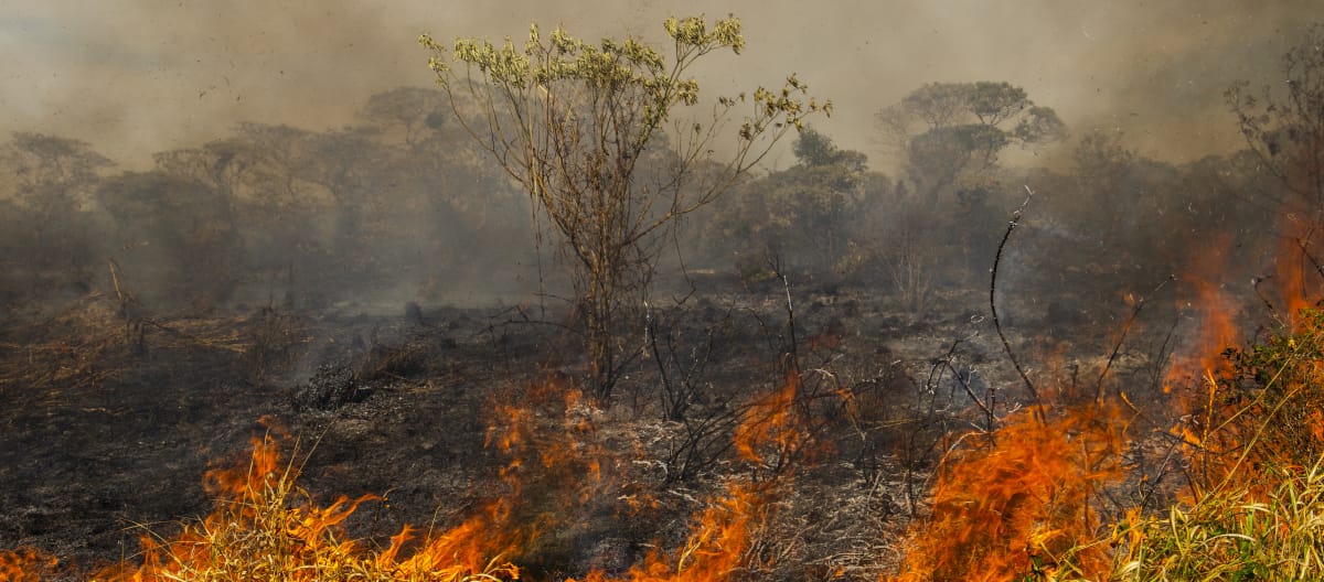 kebakaran hutan di Brasil