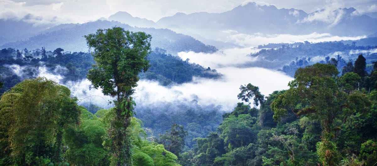 Hutan hujan pegunungan Los Cedros, Ekuador