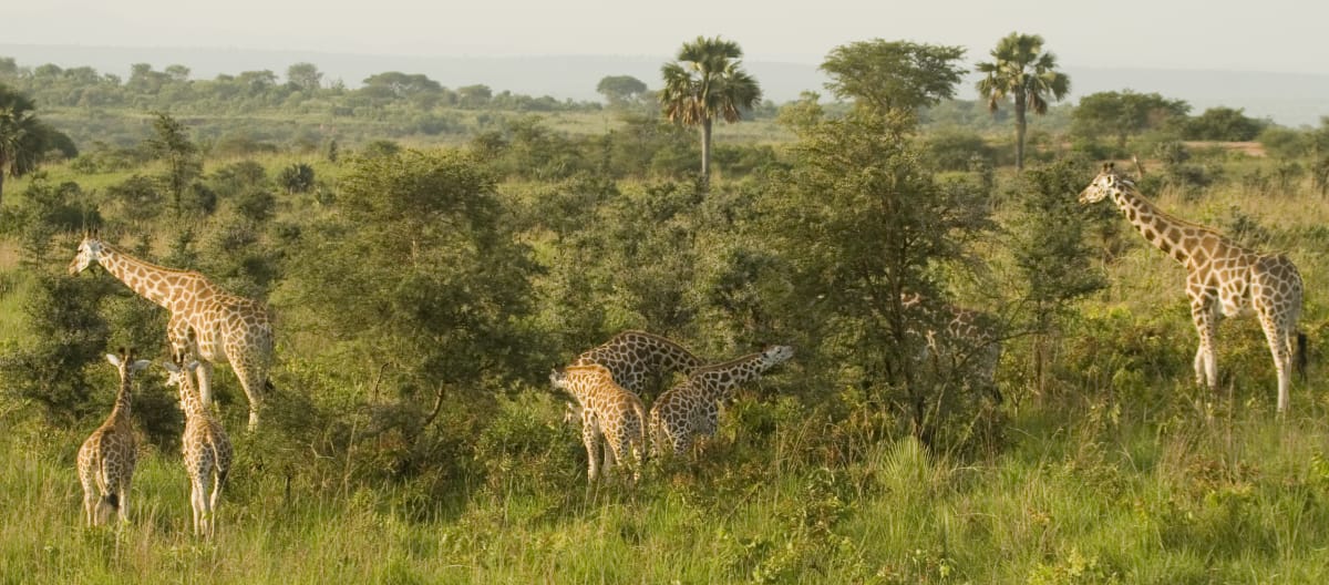 Jerapah di Taman Nasional Air terjun Murchison, Uganda