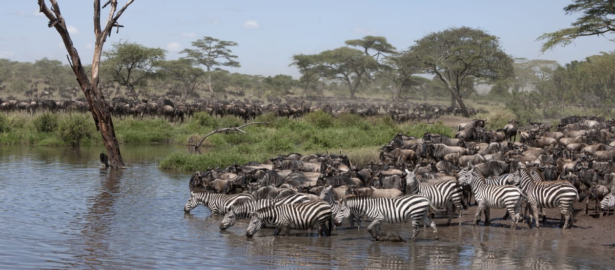 Zebra dan wildebeest (Connochaetes taurinus) di Taman Nasional Serengeti, Tanzania