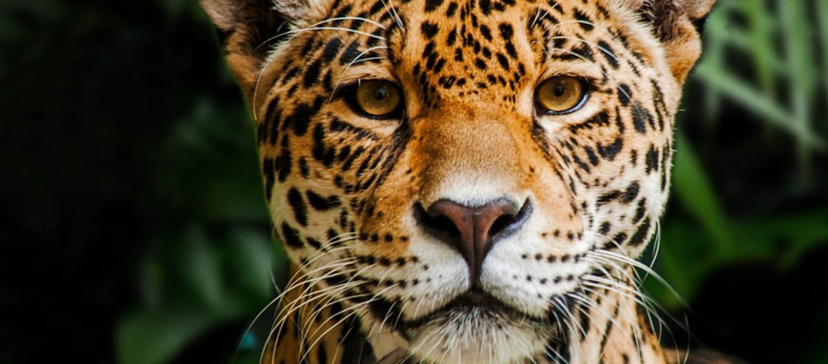 Jaguar di Cagar biosfer Indio Maiz di Nikaragua