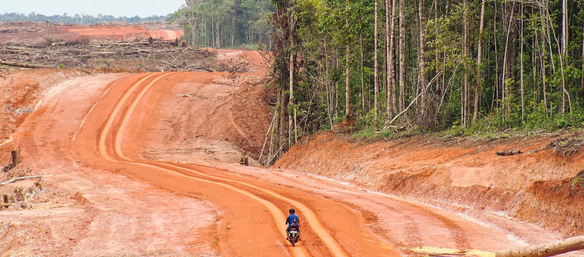 Hutan asli dan jalan baru di Merauke