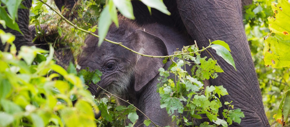 Gajah Sumatera di kawasan ekosistem Leuser