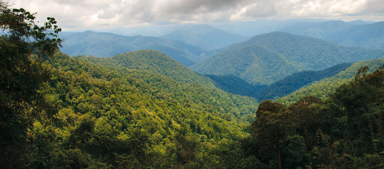 Hutan hujan di ekosistem Leuser