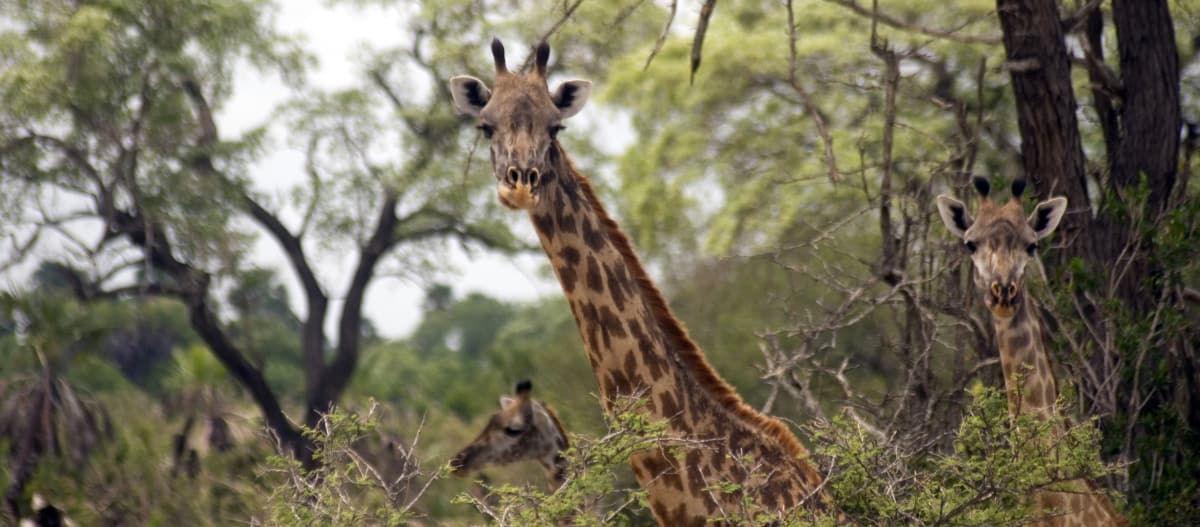 Jerapah Massai  –  Selous Game Reserve – Tanzania
