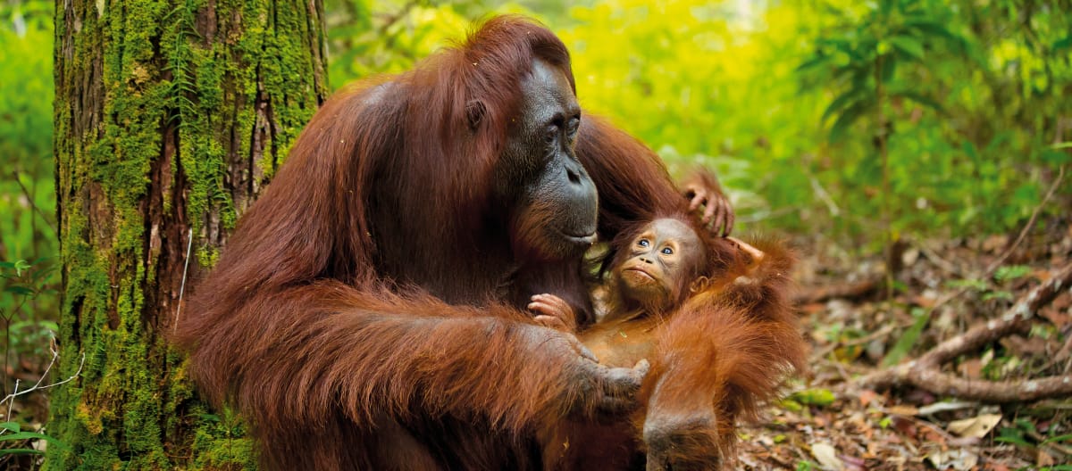 Orangutan dengan anaknya