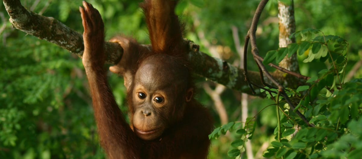 Bayi orang utan di hutan hujan