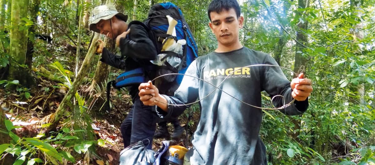 Penjaga hutan FKL dengan perangkap jerat