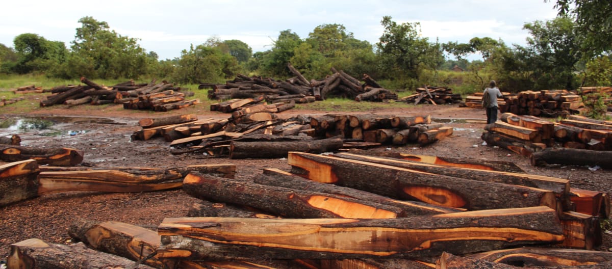 Kayu sonokeling, Ghana