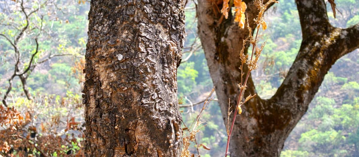 Batang pohon sonokeling di negara Taraba, Nigeria