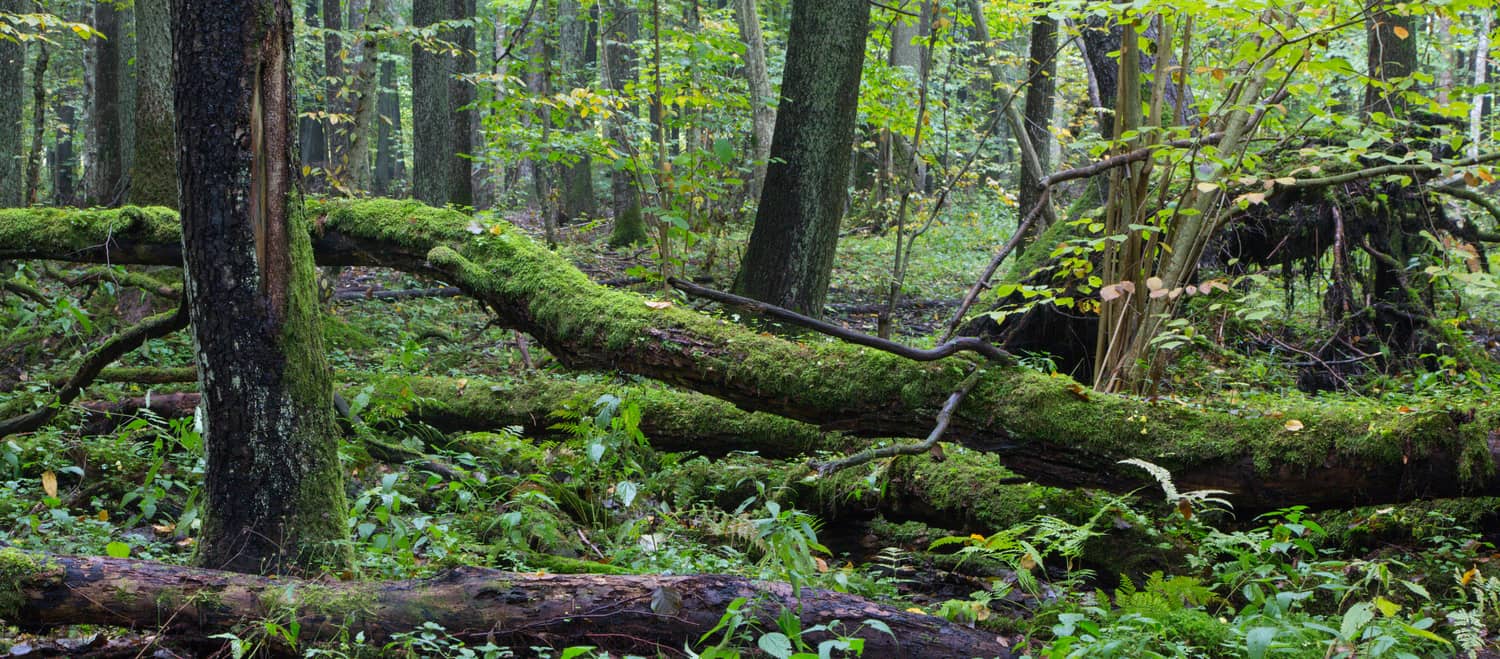 hutan alam Bialowieza di Polandia
