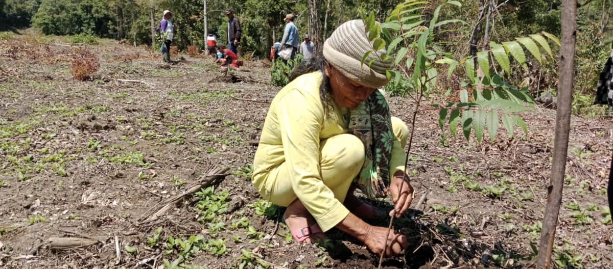 Seorang Ibu menanam pohon jenis Ingul