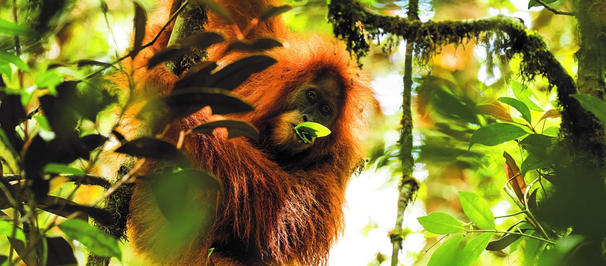 orangutan Tapanuli di pohon