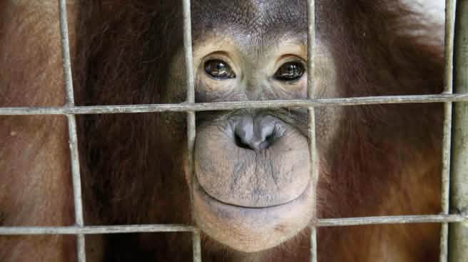 Orang utan menatap keluar dari kandangnya