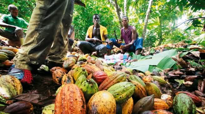 buah-buah kakao buruh-buruh di perkebunan kakao