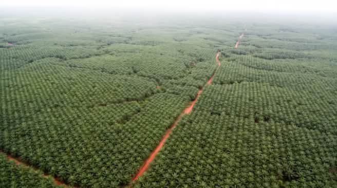 Perkebunan kelapa sawit milik perusahaan Korindo