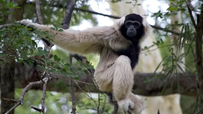 Pileated gibbon (hylobates pileatus) duduk di atas ranting yang besar dan menatap kamera