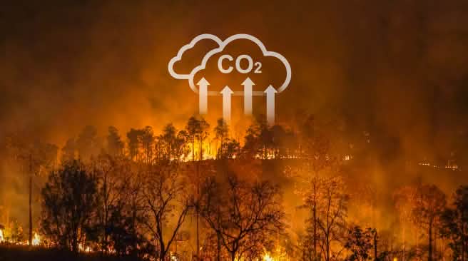 Kebakaran hutan dan tebang bakar hutan berkontribusi pada pemanasan dunia