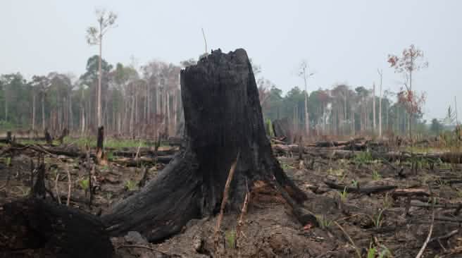 bencana asap dan perubahan iklim Hutan terbakar
