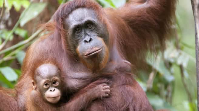 orang utan dengan anaknya